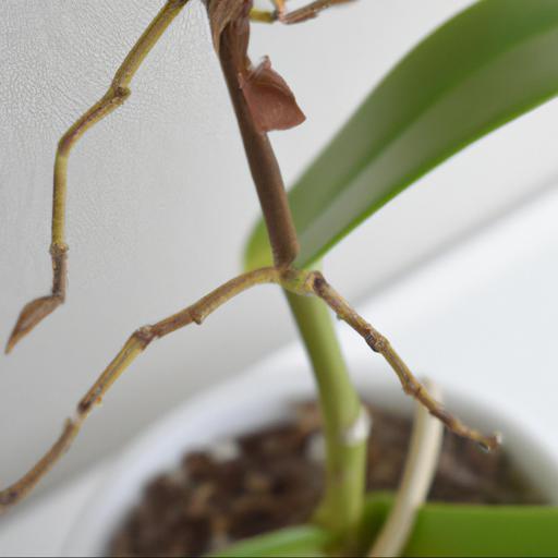 Common problems with orchids