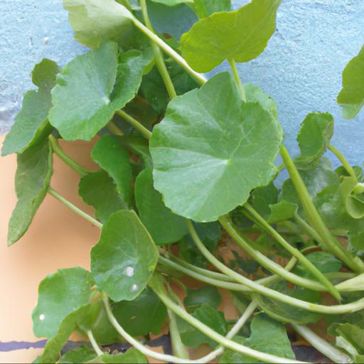 Health benefits of nasturtium officinale