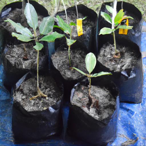 Advantages of plant propagation