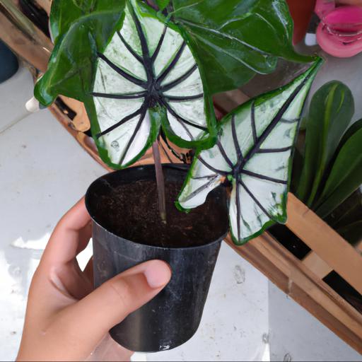 Alocasia zebrina varieties: a guide to different types