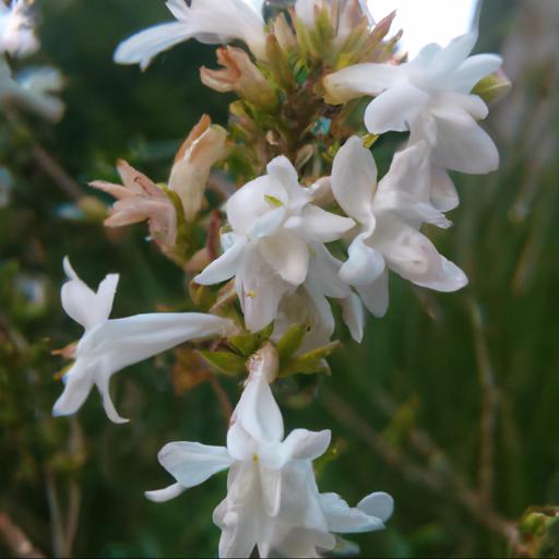 Benefits of abelia floribunda: uses and advantages