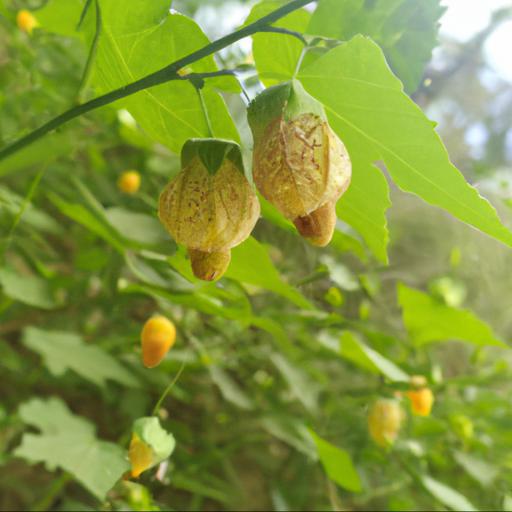 Benefits of abutilon kentish belle