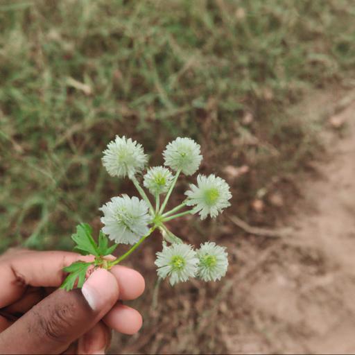 Benefits of acaena saccaticupula blue haze