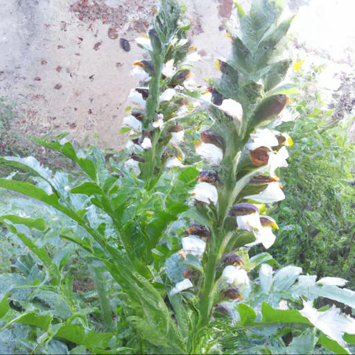 Benefits of acanthus sennii: health and wellness benefits of this plant