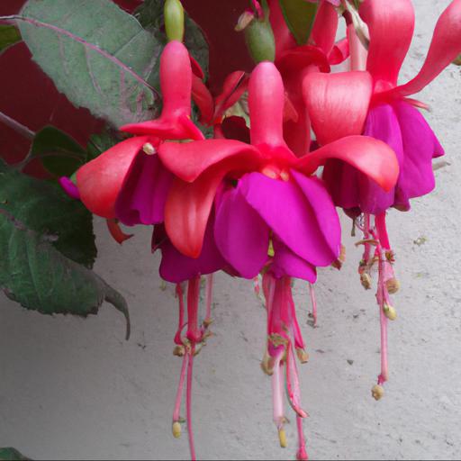 Benefits of achieving fuchsia