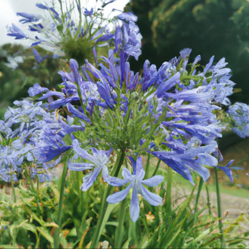 Benefits of agapanthus blue triumphator