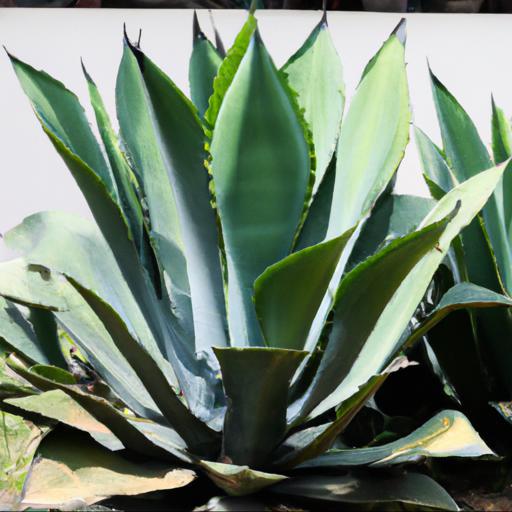 Benefits of agave stricta