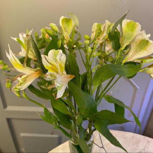 Benefits of alstroemeria for summer parties