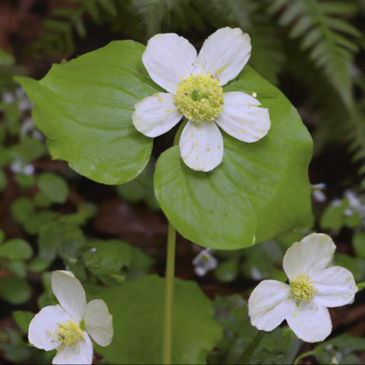 Benefits of anemopsis californica