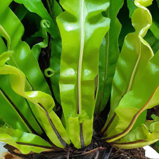 Benefits of asplenium nidus osaka