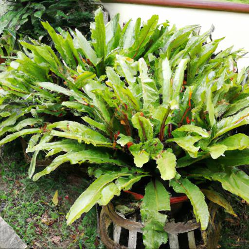 Benefits of asplenium scolopendrium