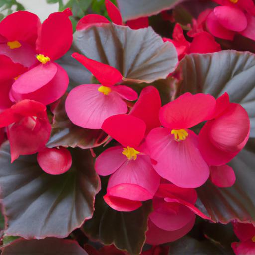 Benefits of begonia illumination scarlet