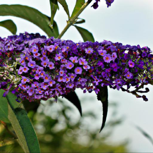 Benefits of buddleja davidii orpheus