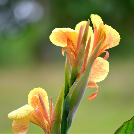 Benefits of canna semaphore