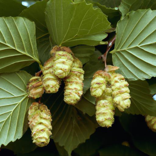 Benefits of carpinus betulus