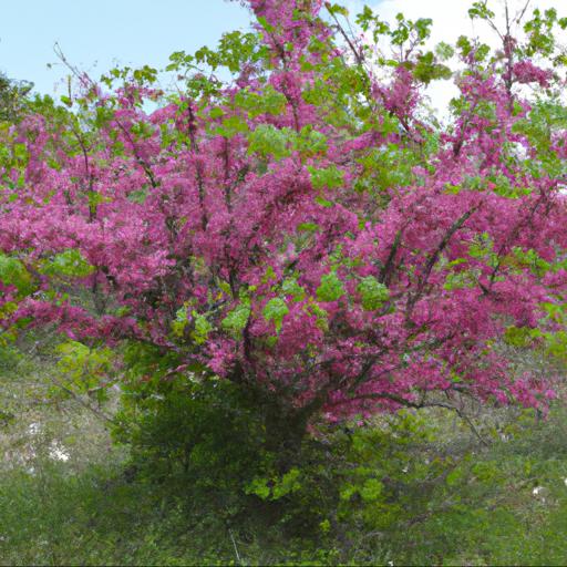 Benefits of cercis siliquastrum