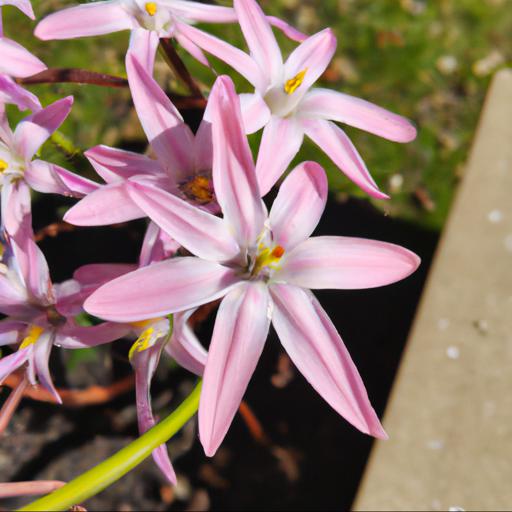 Benefits of chionodoxa pink giant