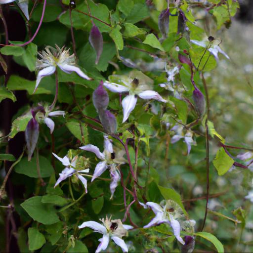 Benefits of clematis viticella abundance