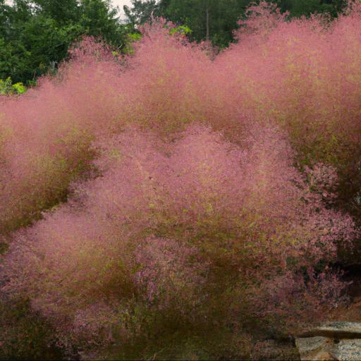 Benefits of cotinus grace