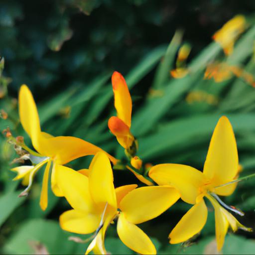 Benefits of crocosmia paul's best yellow