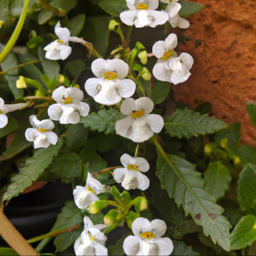 Benefits of diascia divara white