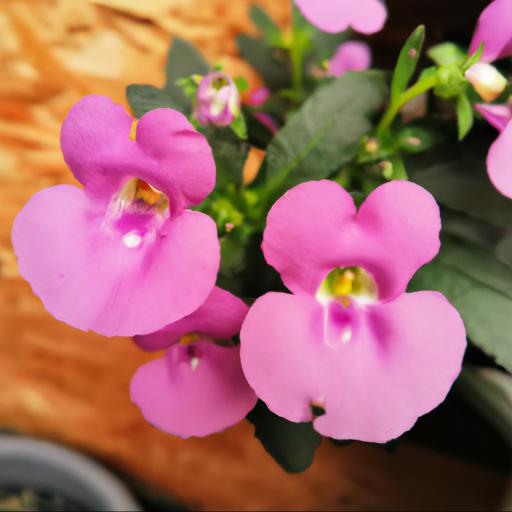 Benefits of diascia romeo pink