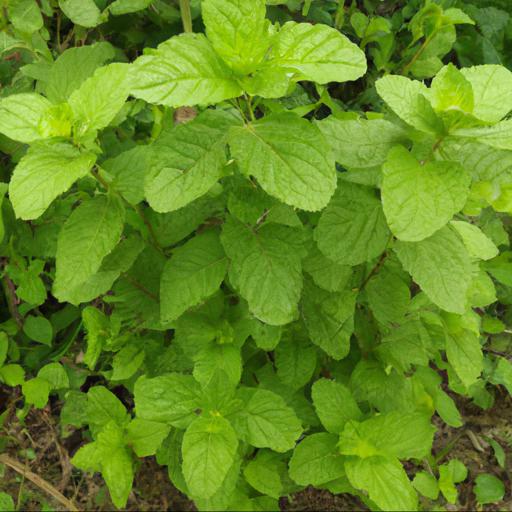 Benefits of eating mentha arvensis banana