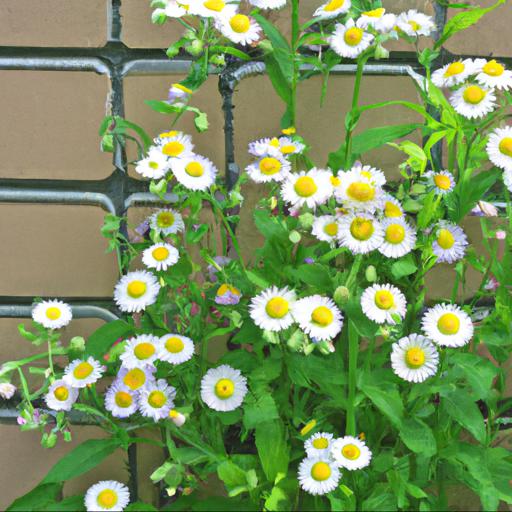 Benefits of erigeron annuus