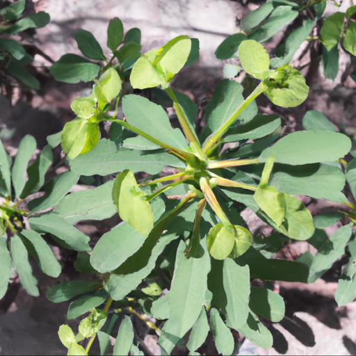 Benefits of euphorbia epithymoides first blush