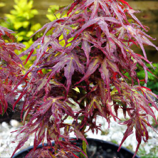 Benefits of growing acer palmatum little princess