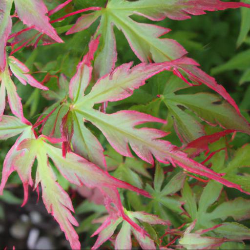 Benefits of growing acer palmatum ukigumo