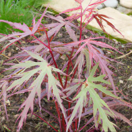 Benefits of growing acer palmatum van der maat