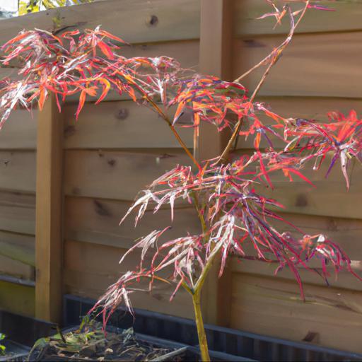 Benefits of growing acer palmatum var