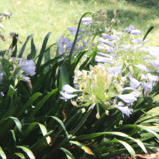 Benefits of growing agapanthus africanus albus