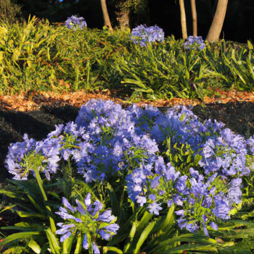 Benefits of growing agapanthus headbourne hybrids