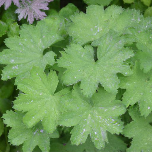 Benefits of growing alchemilla mollis in your garden