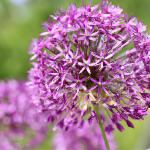 Benefits of growing allium beau regard