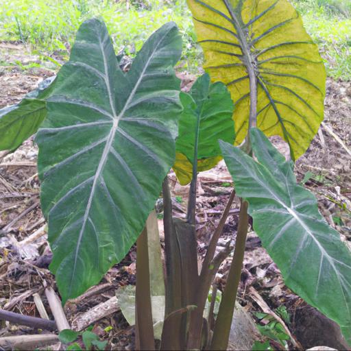 Benefits of growing alocasia wentii