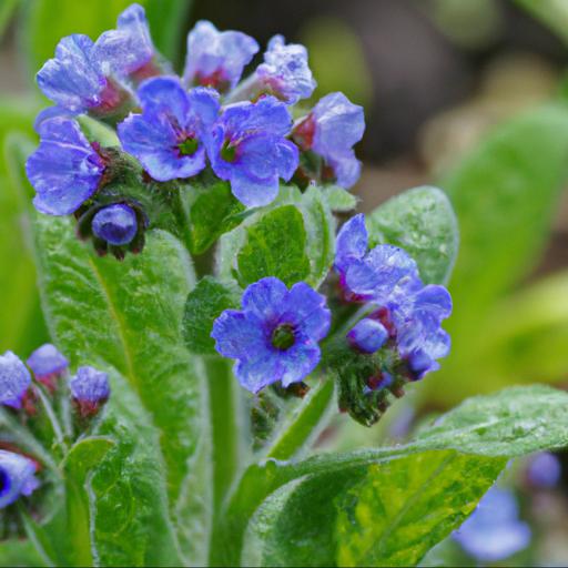 Benefits of growing anchusa azurea