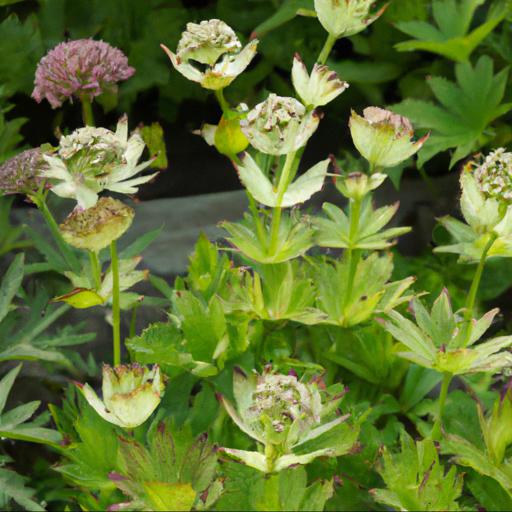 Benefits of growing astrantia major subsp