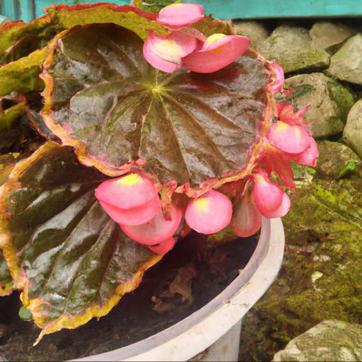 Benefits of growing begonia flamboyant