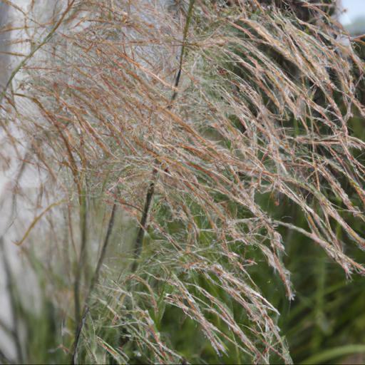 Benefits of growing calamagrostis x acutiflora karl foerster