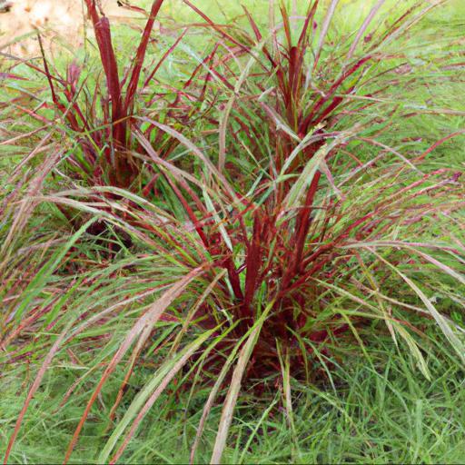 Benefits of growing carex buchananii red rooster