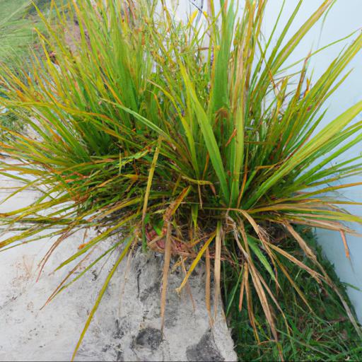 Benefits of growing carex elata aurea