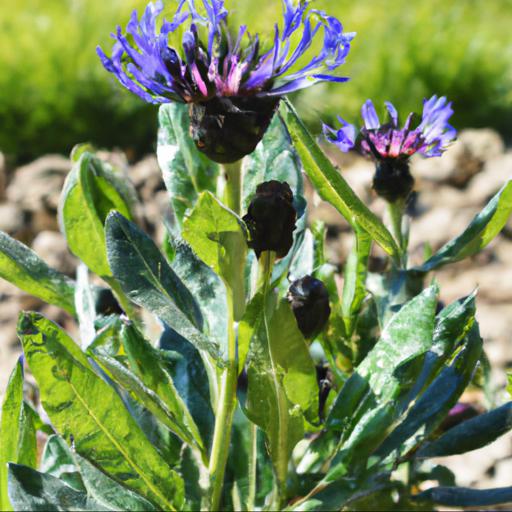 Benefits of growing centaurea montana grandiflora