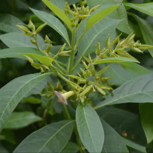 Benefits of growing cestrum parqui