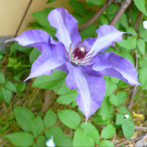 Benefits of growing clematis entel