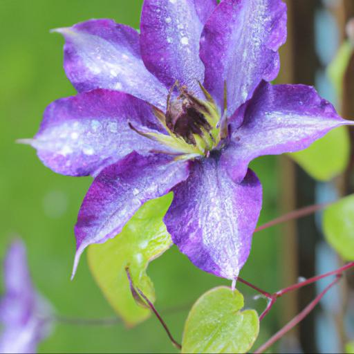 Benefits of growing clematis princess diana