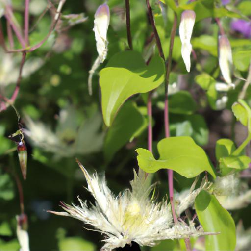 Benefits of growing clematis x triternata rubromarginata