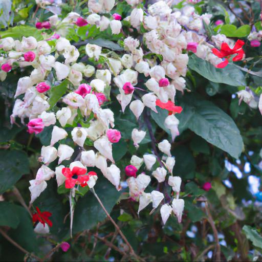 Benefits of growing clerodendrum thomsoniae